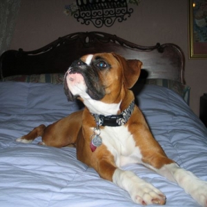 ROXY8
