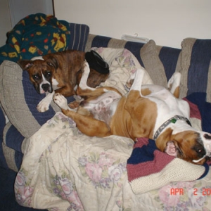 Copper and Holly