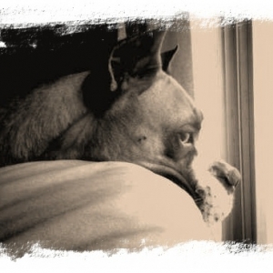 Window watching.