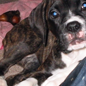 KitKat10_weeks