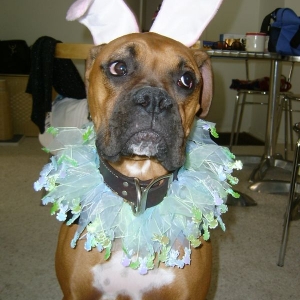Tyson the Easter Bunny Boxer