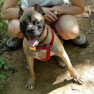 Ginger the Bull Boxer