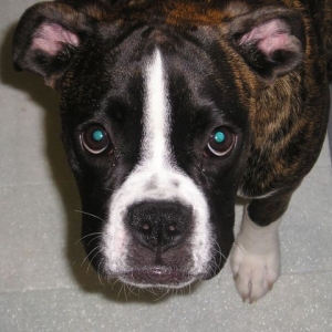 Bailey