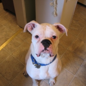 I'm a good boy...gimme the cookie