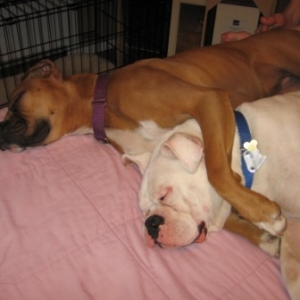 pooped poochies