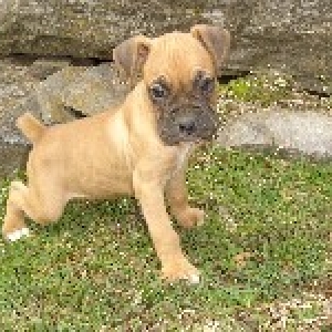Brutus Taking Care of Business