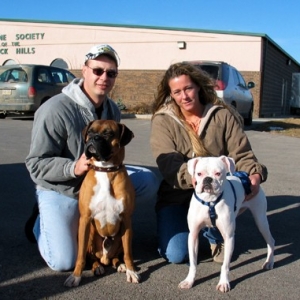Indy (Fawn) Avi (White)