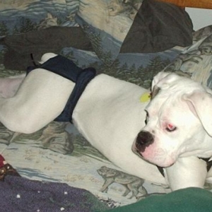 Boxerworld Centerfold