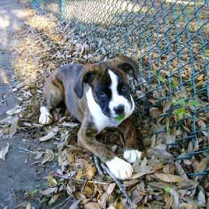 Abby - Tennis Courts