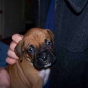 Penny at 5 weeks