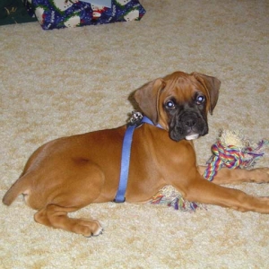 Murphy