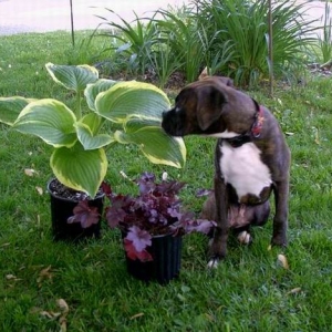 Hugo and the Hosta