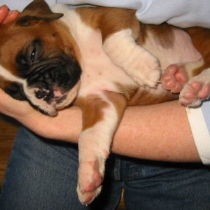 Sleep Pup