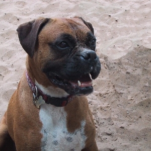 Mojo on the beach