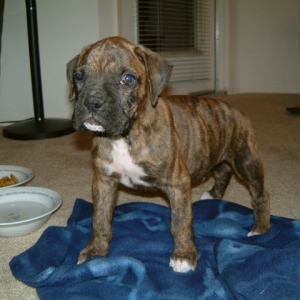 Mavericks first night home.