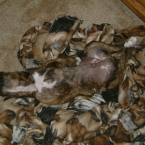 Camo-boxer