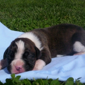 Trinity  one week old