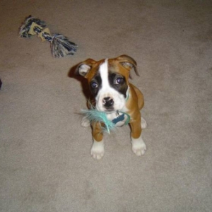 the little one has eaten the toy again