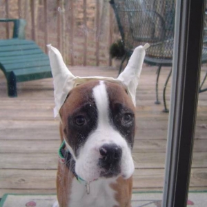 hey lemme in!