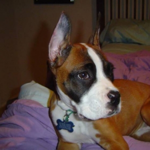 my ears stand!