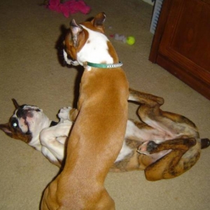 playing with colt