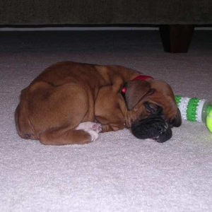 mav 6 weeks