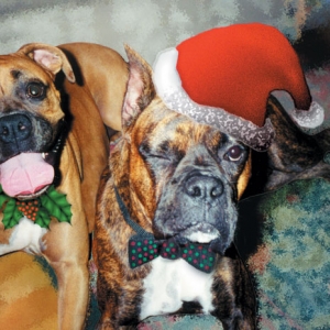 Java and Jojo at Christmas