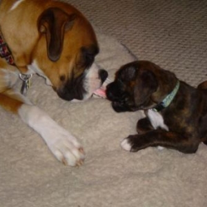 Lady and the Tramp