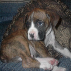 Logan@ 8 Weeks