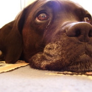 lazy Lucy!