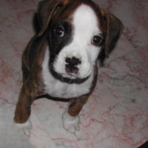 Abby's puppy picture