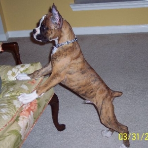 I may be cute, but I am about to attack