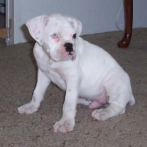 Zeus at 8 weeks, hes home.