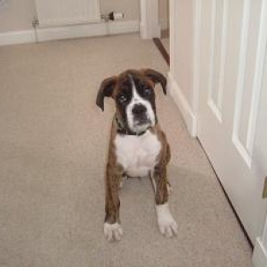 Rocko - 4 months old