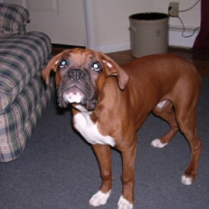 Playing tug
