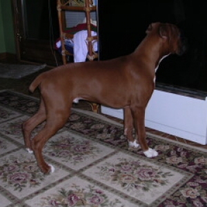 staring at the oven.