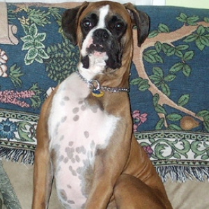 SnoopCouch2