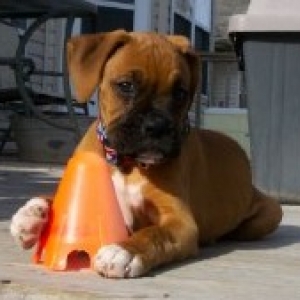 At 10 weeks, Heidi's found a new toy