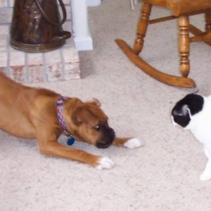 Heidi and Patches' playtime