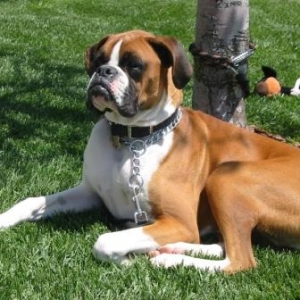 Maximus enjoying a nice Spring day!!