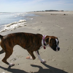Belle's First Visit to the Beach