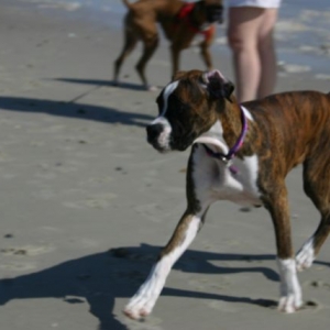 Belle's First Visit to the Beach