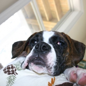 Dog Tired