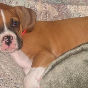 Mattie on the couch