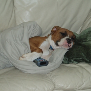 Buster imitating Daddy