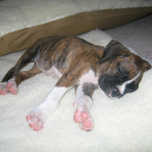 Sleeping Beauty