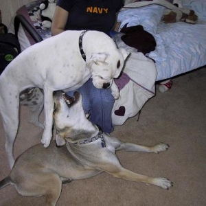 Playing With Gavin