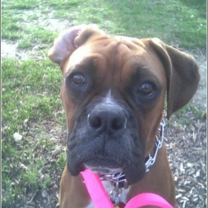 Skeets day at the park