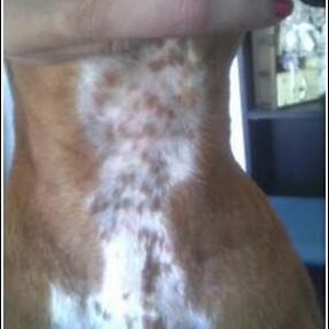 Neck Spots?!