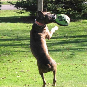 barney at play